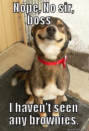 NOPE, NO SIR, BOSS     I HAVEN'T SEEN ANY BROWNIES. Good Dog Greg