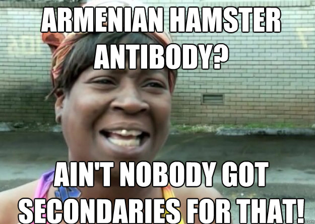 armenian hamster antibody? AIN'T NOBODY GOT secondaries for that! - armenian hamster antibody? AIN'T NOBODY GOT secondaries for that!  Aint nobody got time for that