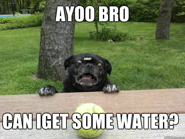AYOO BrO can iget some water? SHady  Berks Dog