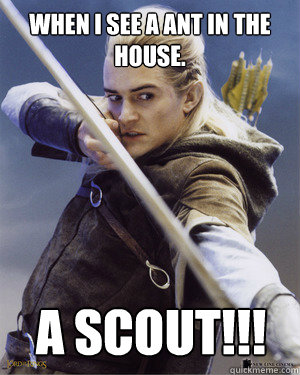 When I see a ant in the house.  A scout!!!  