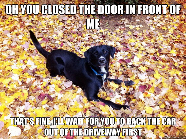 Oh you closed the door in front of me That's fine, I'll wait for you to back the car out of the driveway first - Oh you closed the door in front of me That's fine, I'll wait for you to back the car out of the driveway first  Guilt Giving Good Dog