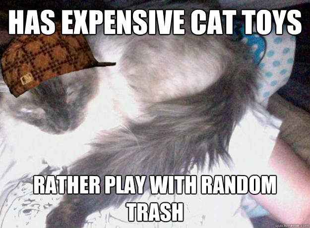 has expensive cat toys rather play with random trash - has expensive cat toys rather play with random trash  Scumbag Kitty