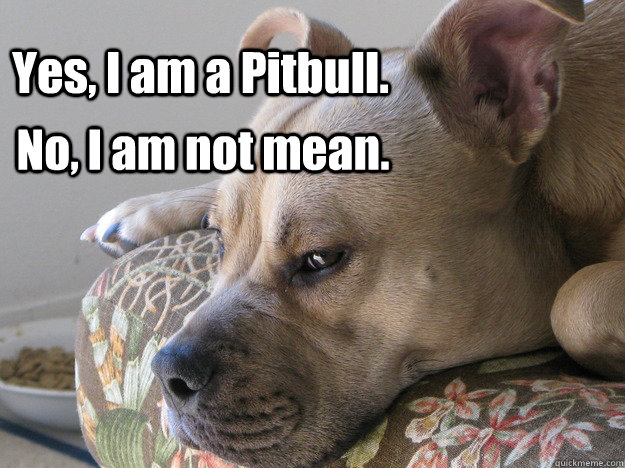 Yes, I am a Pitbull. No, I am not mean. - Yes, I am a Pitbull. No, I am not mean.  Pitbulls are not Meme
