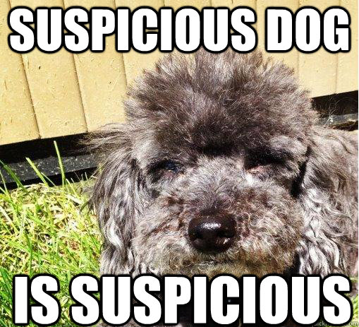 Suspicious dog Is suspicious  Suspicious Dog