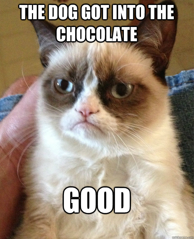 The dog got into the chocolate Good - The dog got into the chocolate Good  Grumpy Cat