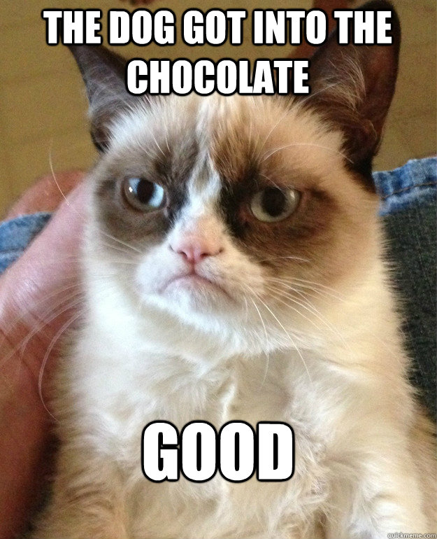 The dog got into the chocolate Good  Grumpy Cat