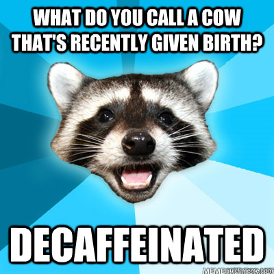 What do you call a cow that's recently given birth? decaffeinated    Lame Pun Raccoon