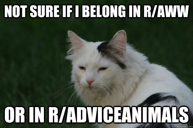 Not sure if I belong in r/aww Or in r/AdviceAnimals  