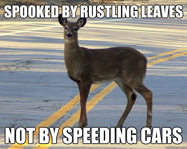 spooked by rustling leaves not by speeding cars - spooked by rustling leaves not by speeding cars  scumbag deer