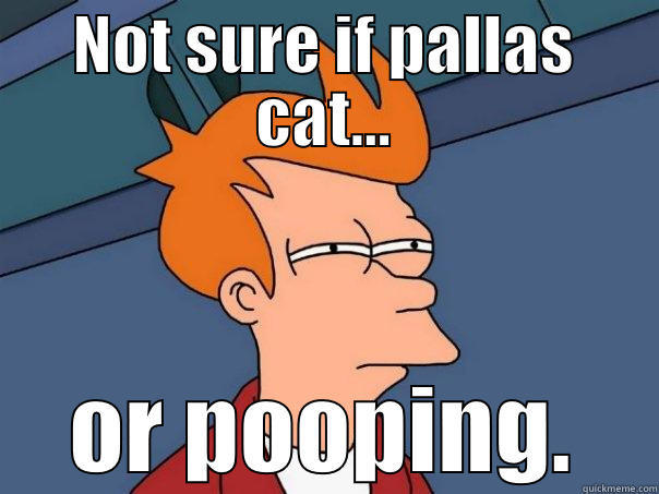 NOT SURE IF PALLAS CAT... OR POOPING. Futurama Fry