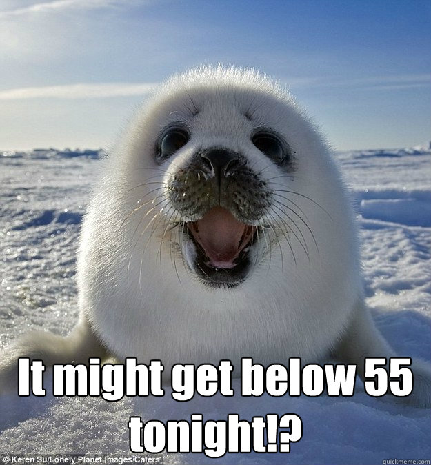  It might get below 55 tonight!?  Easily Pleased Seal