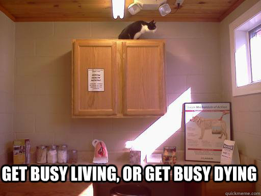 Get busy living, or get busy dying - Get busy living, or get busy dying  Escape Cat