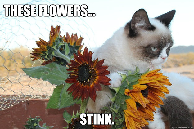 these flowers... stink. - these flowers... stink.  Grumpy cat hates flowers