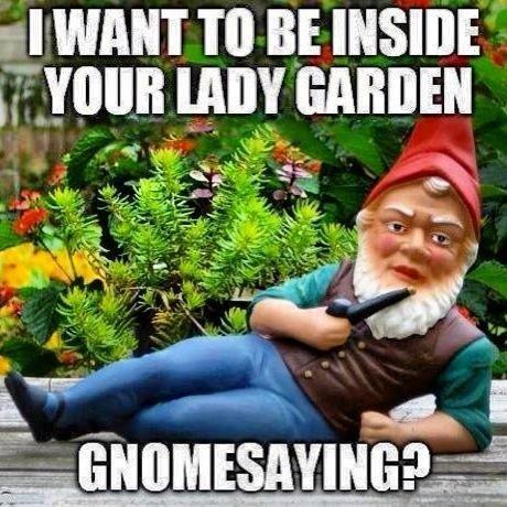  Sexual gnome -   Misc