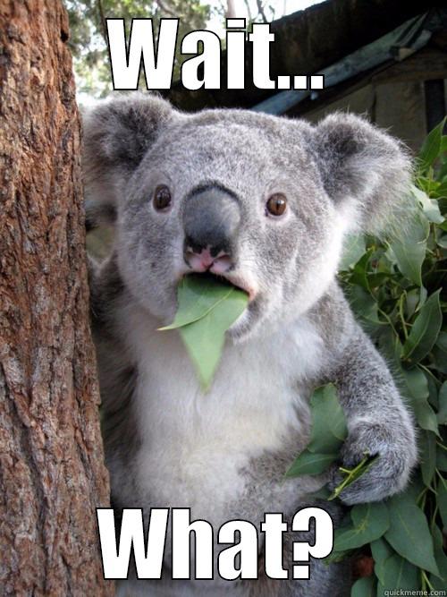 WAIT... WHAT? koala bear