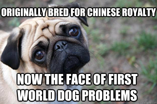 originally bred for chinese royalty now the face of first world dog problems - originally bred for chinese royalty now the face of first world dog problems  First World Dog problems