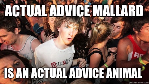 Actual advice mallard Is an actual advice animal  Sudden Clarity Clarence