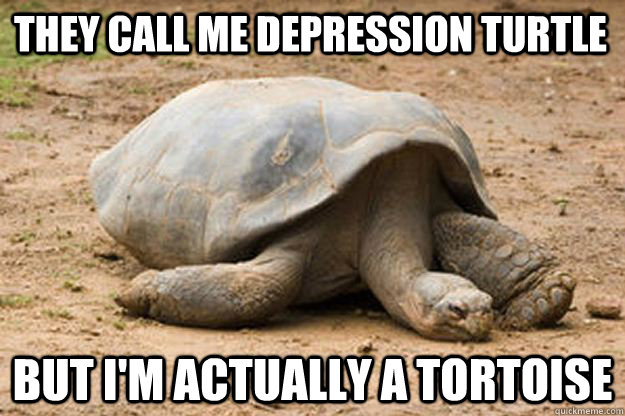They call me depression turtle but i'm actually a tortoise  Depression Turtle