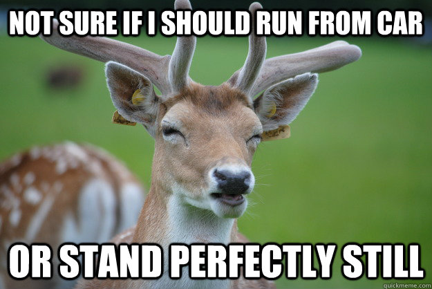 Not Sure if I should run from car Or stand perfectly still  Deer Fry