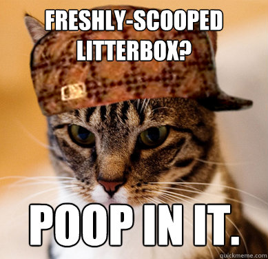 Freshly-Scooped Litterbox? Poop in it.  Scumbag Cat