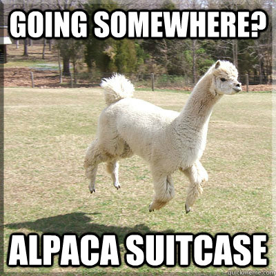 Going Somewhere? Alpaca Suitcase - Going Somewhere? Alpaca Suitcase  Alpaca bowl