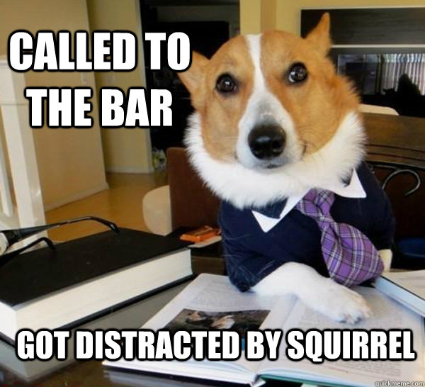 Called to the Bar got distracted by squirrel - Called to the Bar got distracted by squirrel  Lawyer Dog