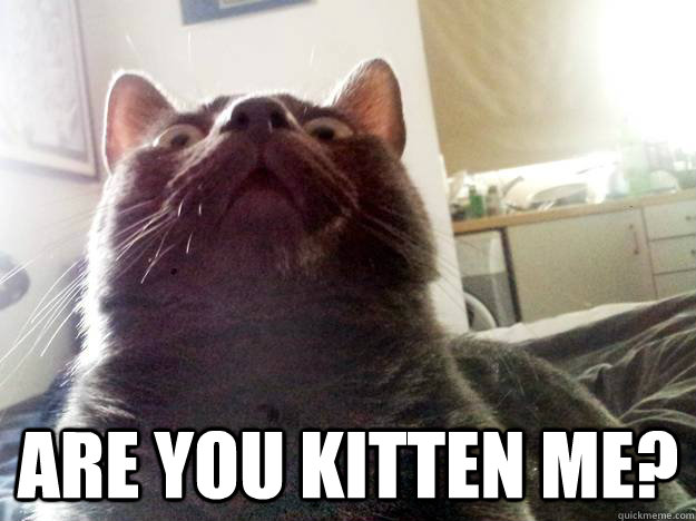  are you kitten me?  