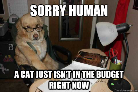 sorry human a cat just isn't in the budget right now - sorry human a cat just isn't in the budget right now  Financial Advice Dog