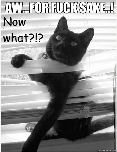 Now
what?!? - Now
what?!?  Stuck cat
