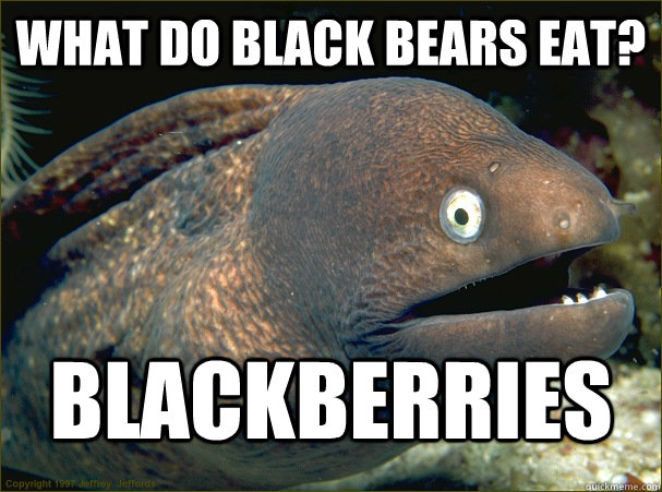 What do black bears eat? Blackberries  Bad Joke Eel