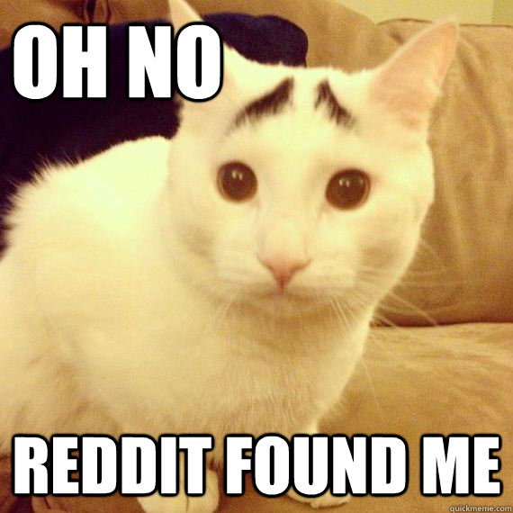 Oh no Reddit found me - Oh no Reddit found me  Permanently Worried Cat