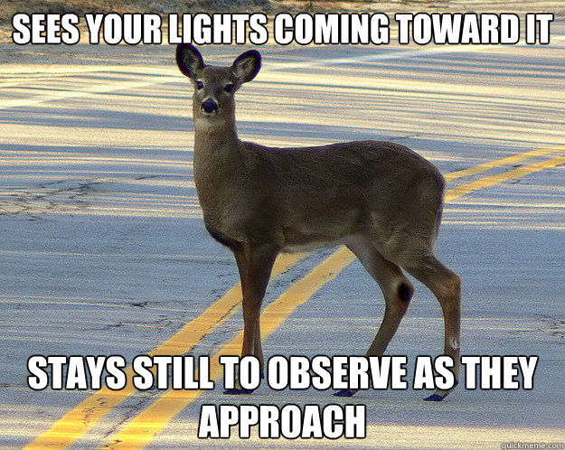 sees your lights coming toward it Stays still to observe as they approach  