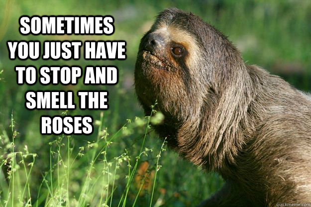 sometimes you just have to stop and smell the roses - sometimes you just have to stop and smell the roses  Thoughtful Sloth
