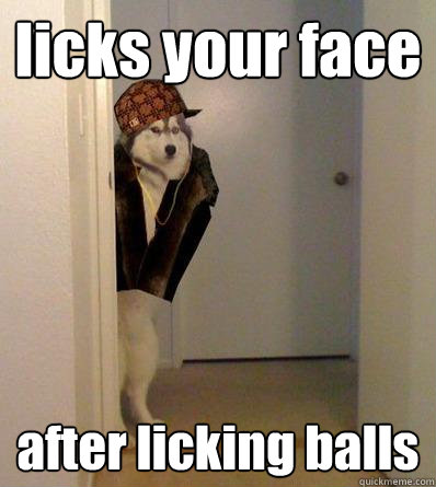 licks your face after licking balls - licks your face after licking balls  Scumbag dog