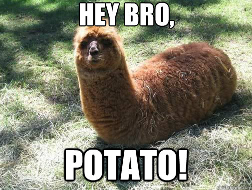 Hey Bro, Potato!  Alpacapillar