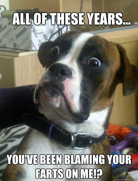 All of these years... You've been blaming your farts on me!? - All of these years... You've been blaming your farts on me!?  Baffled boxer