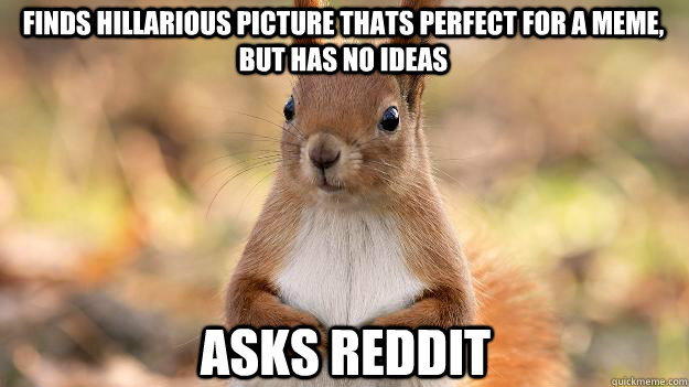 Finds hillarious picture thats perfect for a meme, but has no ideas ASks reddit  Squirrel