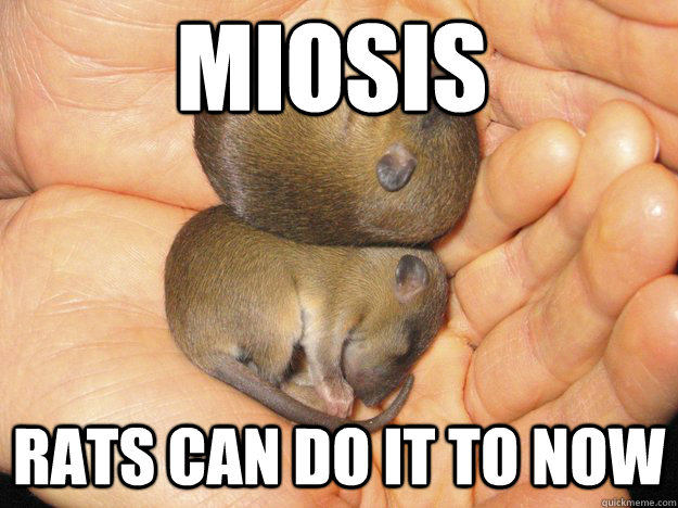 miosis rats can do it to now - miosis rats can do it to now  Misc