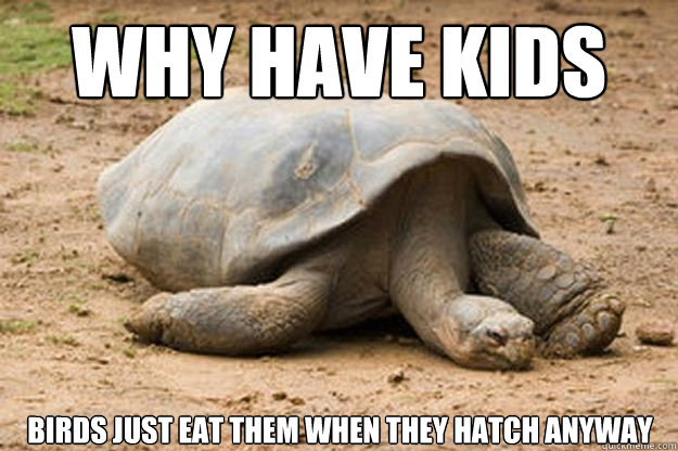 Why have kids Birds just eat them when they hatch anyway  Depression Turtle