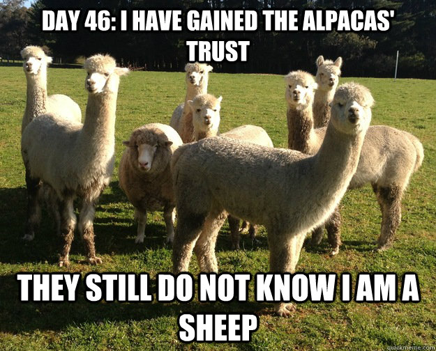 DAY 46: I HAVE GAINED THE ALPACAS' trust they still do not know i am a sheep - DAY 46: I HAVE GAINED THE ALPACAS' trust they still do not know i am a sheep  Misc
