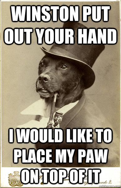 Winston put out your hand I would like to place my paw on top of it - Winston put out your hand I would like to place my paw on top of it  Old Money Dog