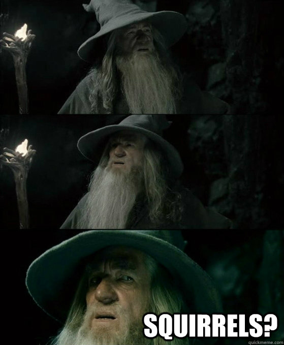  Squirrels?   No memory Gandalf