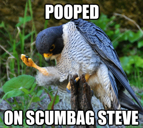 pooped on scumbag steve  Success Falcon
