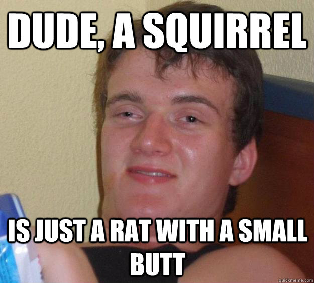 Dude, a squirrel is just a rat with a small butt - Dude, a squirrel is just a rat with a small butt  10 Guy