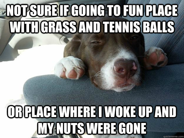not sure if going to fun place with grass and tennis balls or place where i woke up and my nuts were gone  Not Sure Dog
