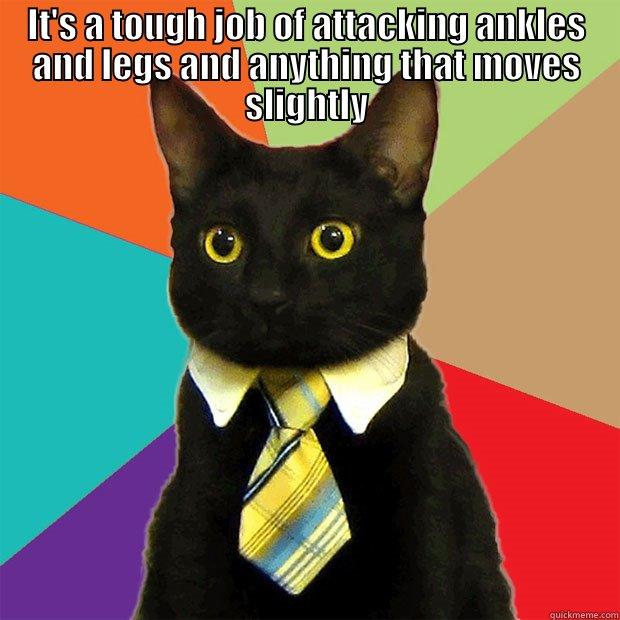 IT'S A TOUGH JOB OF ATTACKING ANKLES AND LEGS AND ANYTHING THAT MOVES SLIGHTLY  Business Cat