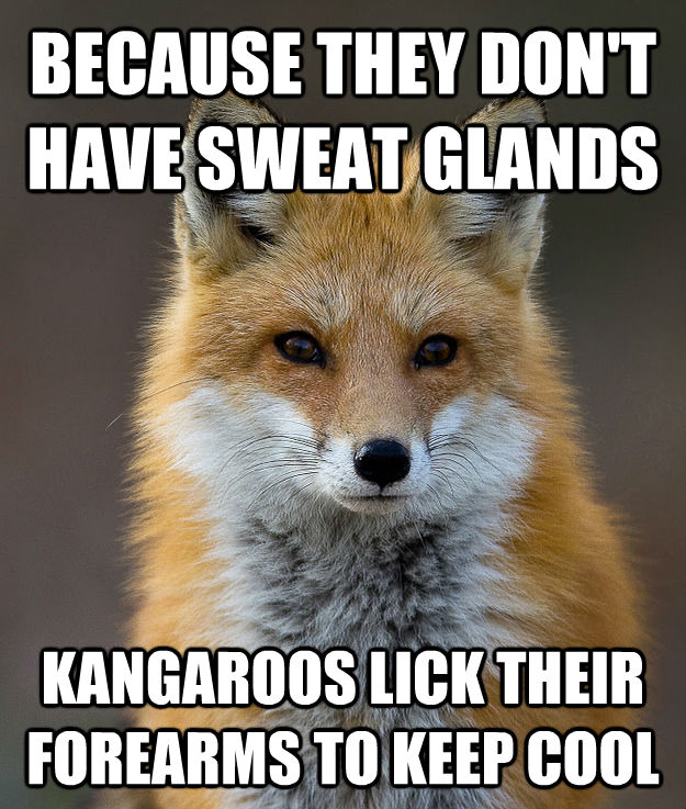 BECAUSE THEY DON'T HAVE SWEAT GLANDS KANGAROOS LICK THEIR FOREARMS TO KEEP COOL  Fun Fact Fox