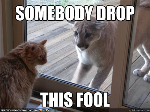 Somebody Drop THIS FOOL - Somebody Drop THIS FOOL  Boss cat