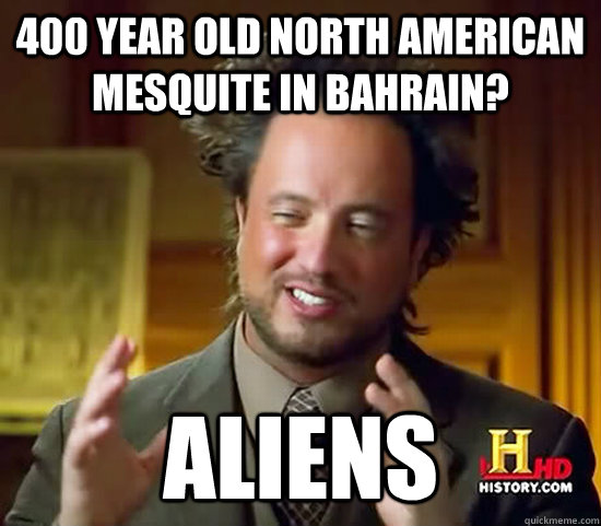 400 year old north american mesquite in Bahrain? aliens - 400 year old north american mesquite in Bahrain? aliens  Ancient Aliens
