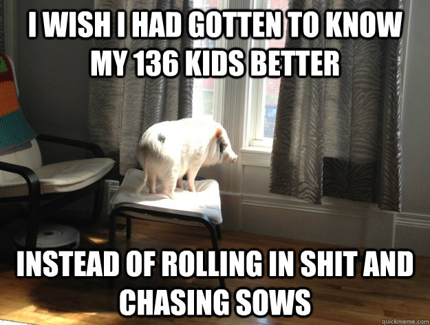 i wish i had gotten to know my 136 kids better instead of rolling in shit and chasing sows - i wish i had gotten to know my 136 kids better instead of rolling in shit and chasing sows  Regret Pig